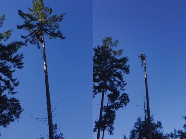 Tree removal before and after