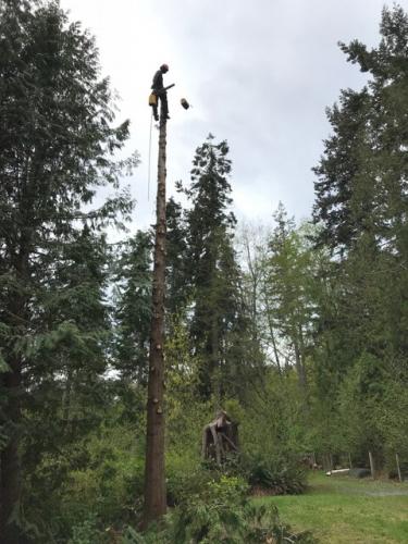 Arborist cutting down tree in sections