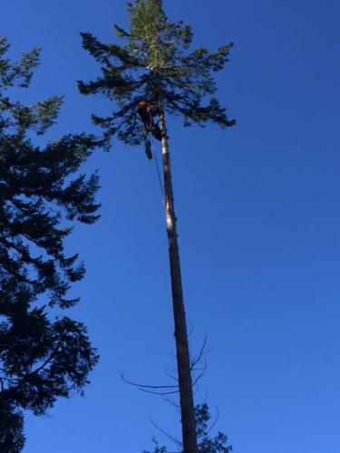 Arborist high up in tree