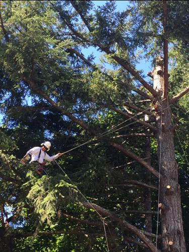 Arborist in tree with safety line